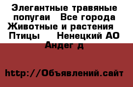 Элегантные травяные попугаи - Все города Животные и растения » Птицы   . Ненецкий АО,Андег д.